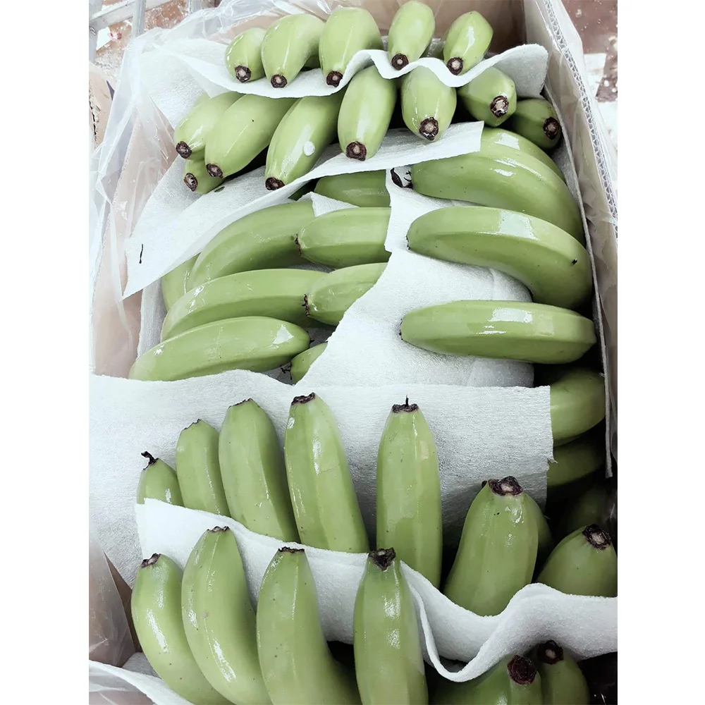 
Highly Recommend The Green Fresh Cavendish HASU Banana With VIETGAP Certification From Vietnam 