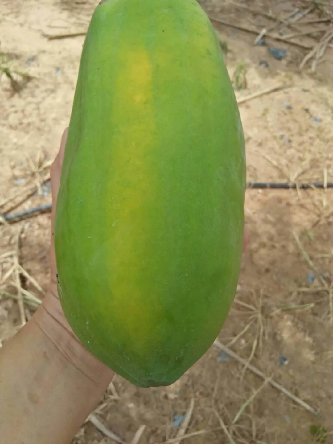 
EWC HIgh Quality 100% Natural Papaya Weight Average 1.5KG Fruit Fresh Papaya 