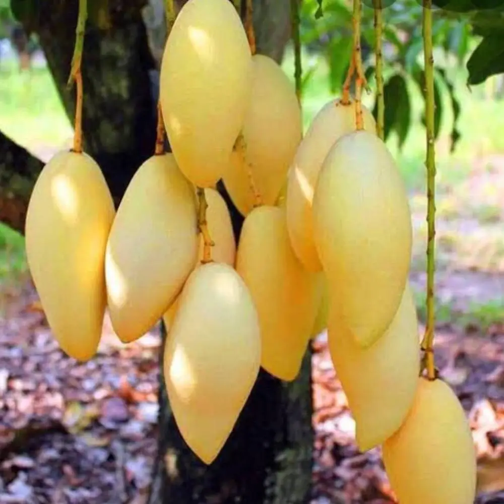 
AD Golden and Green Mangos Nam dok mai kaew ka min badami irwin mango willard namdokmai Fresh Fruits of Thailand Wholesaler 