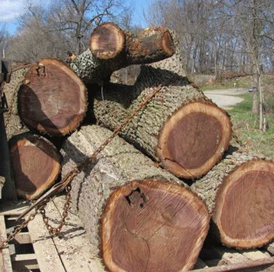 Wooden Log Material High quality sells like hot cakes teak wood logs timber sawn teak wood logs timber