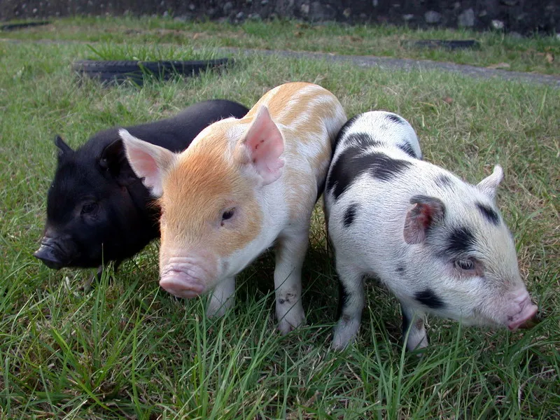 Taiwan Agricultural Biotechnology Animal Feed Additive Beef Cattle