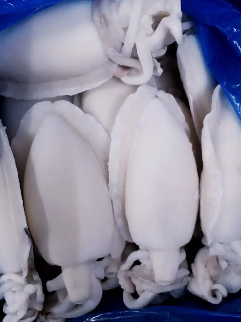 Frozen whole cleaned Cuttlefish, individual frozen cleaned cuttlefish from India
