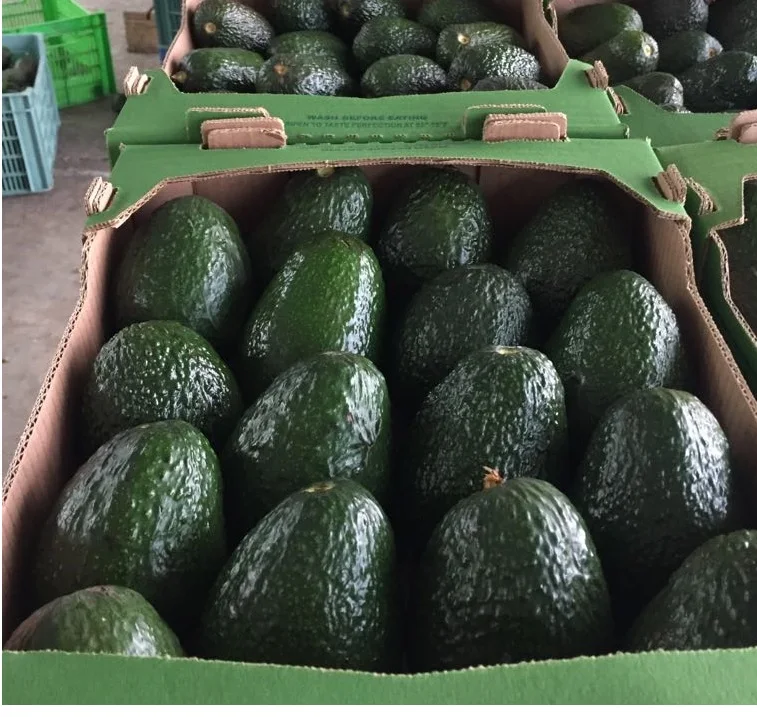 
100% Fresh Avocado /Frozen Avocado Best Price and Quality 