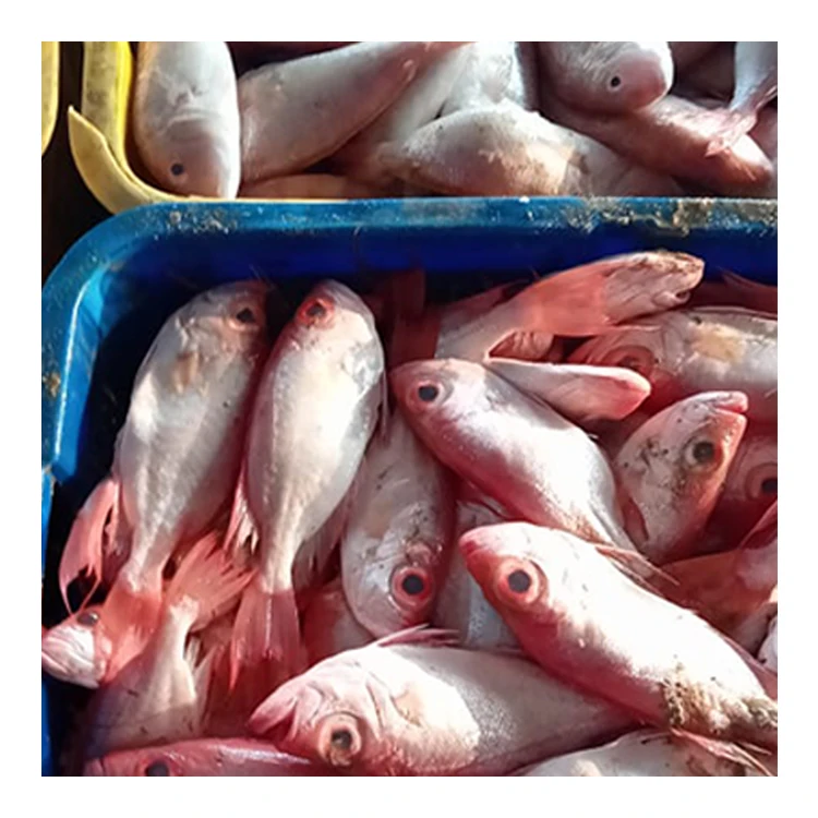 
Frozen Red Snapper Fish Sachet Nutritious Fish Body 