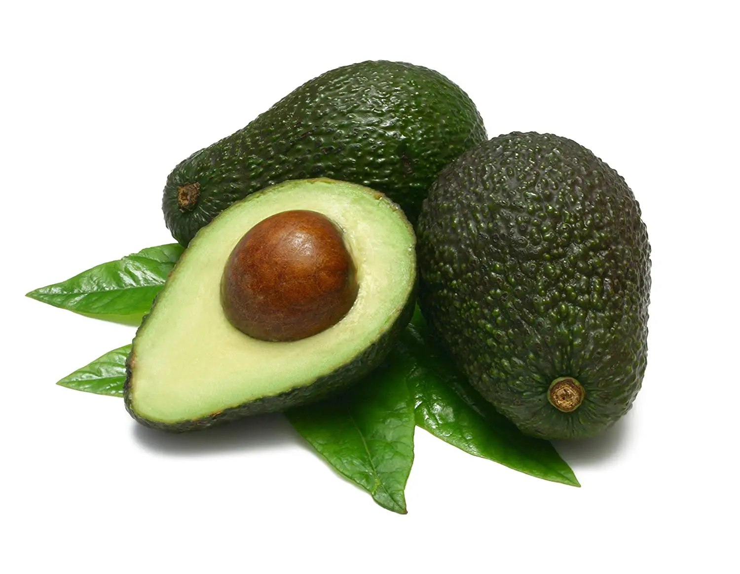 Fresh Hass Avocado Mexico for USA