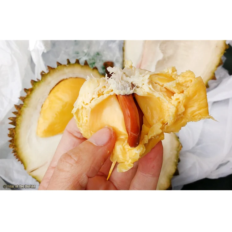 Best Seller Frozen Peeled Musang King Durian Farmers and Manufacturer Yellow Flesh Soft and Smooth Creamy Texture