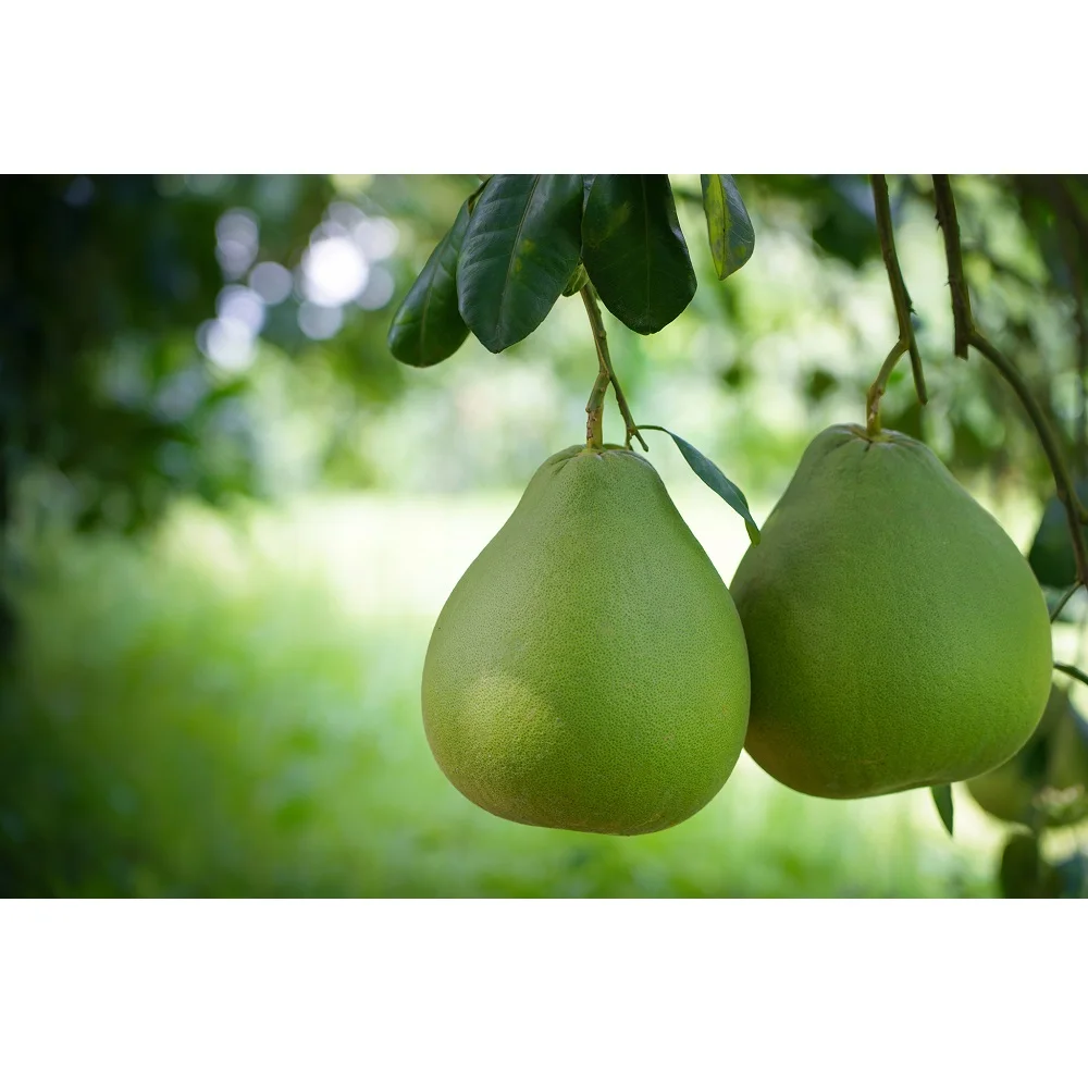 Organic Fresh Juicy Sweet Red Meat Siam Ruby Pomelo From Thailand With Premium Quality