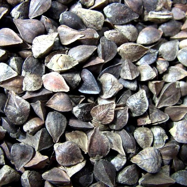 
High Quality Hot Seller Ukraine Original raw organic buckwheat 