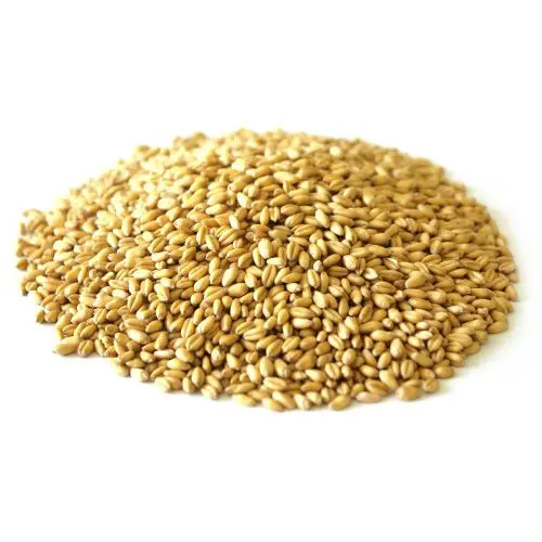 Exporter and Manufacturer of Of Best Quality 100% Pure Wheat Grain From India