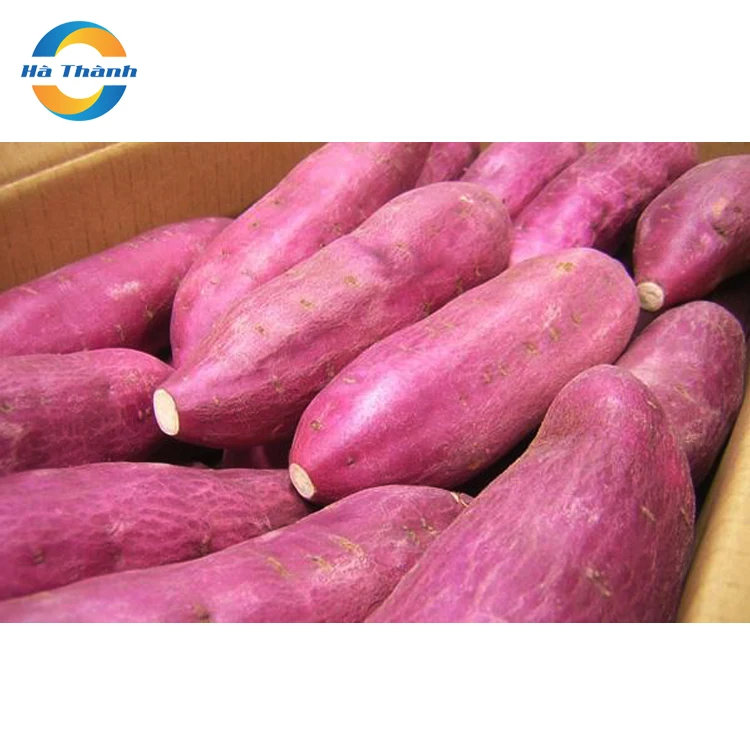 World Trade Organic Fruit Wholesale Low Price Chinese Okinawa Sweet Potatoes From Vietnam