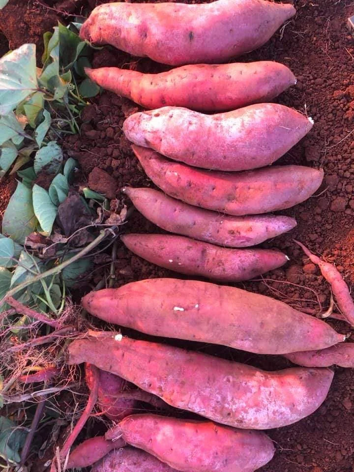 Сельскохозяйственная продукция, Органический 4-6 шт. за кг, свежий сладкий картофель с сроком годности 5 месяцев из Вьетнама