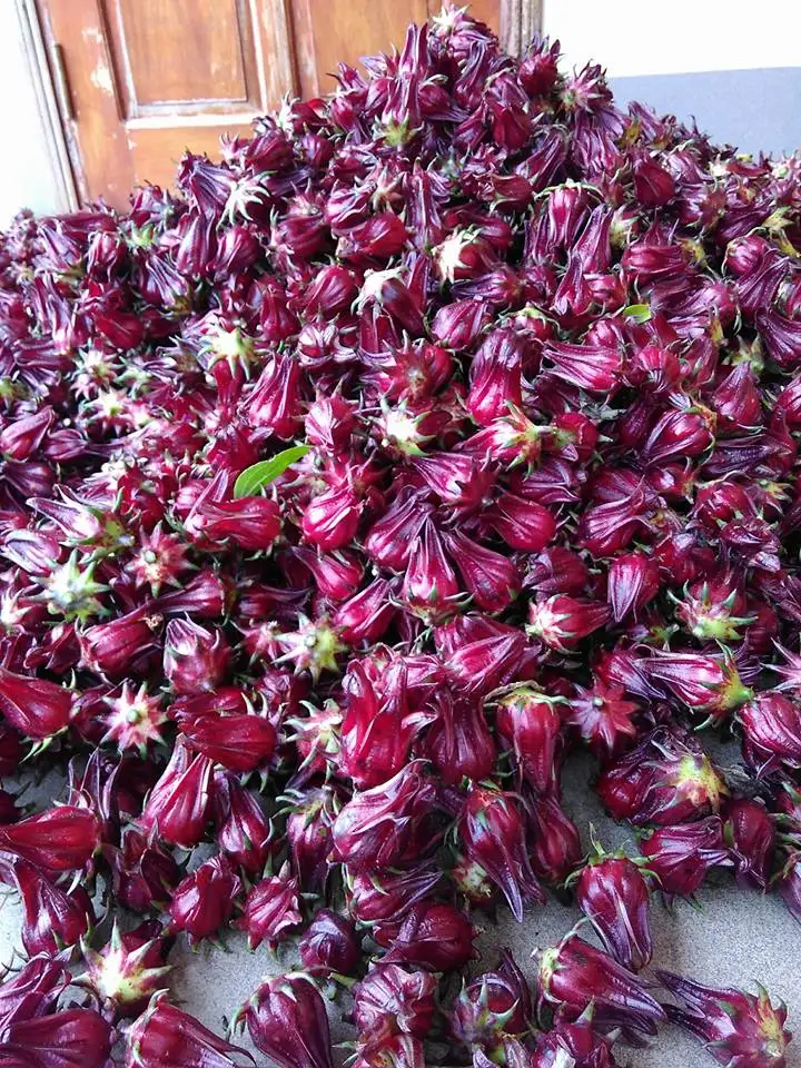 Натуральные сухие цветы гибискуса-сушеный красный цветок артишока-высококачественный артишок от вьетнамского поставщика