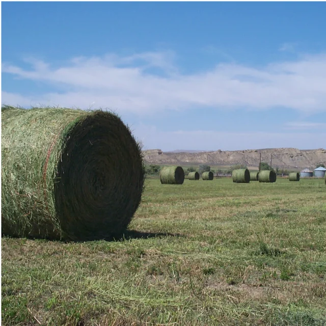 Alfalfa Hay With Top Quality For Export.