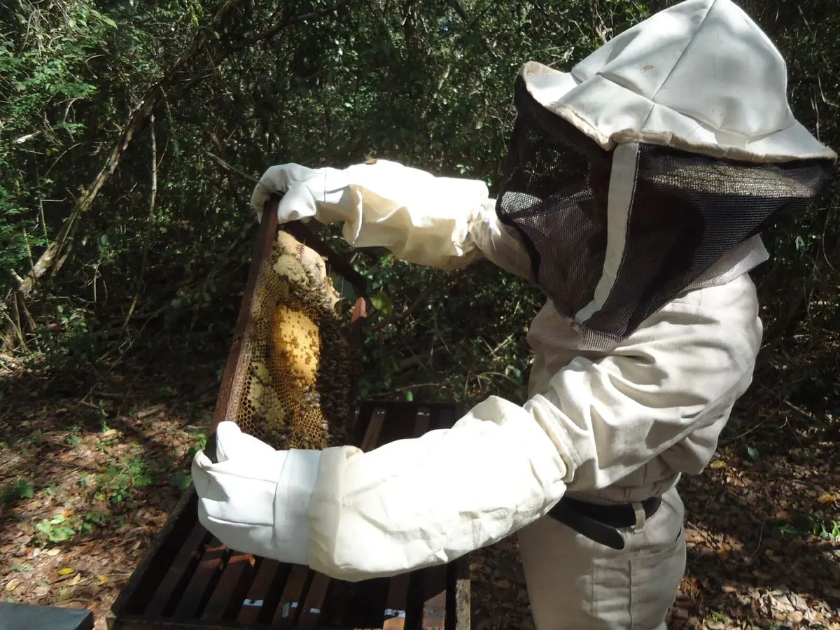 Honey Powder 300g High Quality Raw Bee Mexico Producers Natural Food Dry Fresh Replace Sugar Maya Chiapas Bag