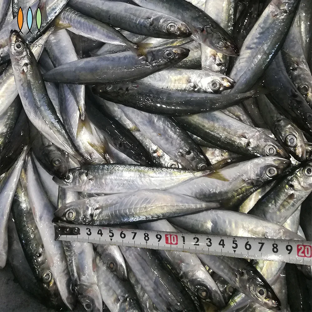 Seasonal Nature Whole Part IQF BLOCK Frozen Fresh Decapterus Macrosoma Layang Scad with 2 Years Shelf Life