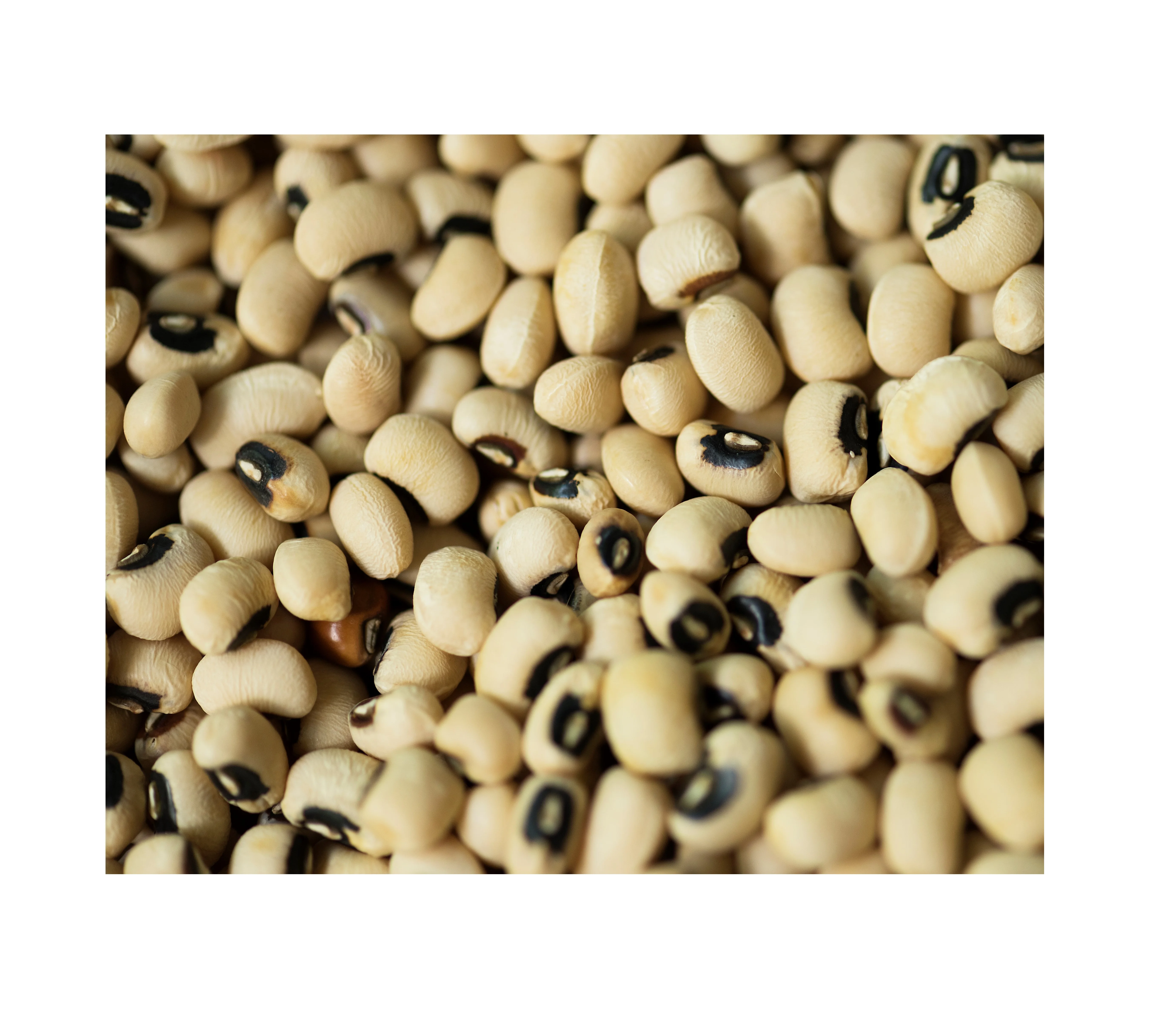 Оптовая продажа 2021, Натуральные сушеные бобы черного глаза Sofia Agro, пакеты из Узбекистана, 25 кг