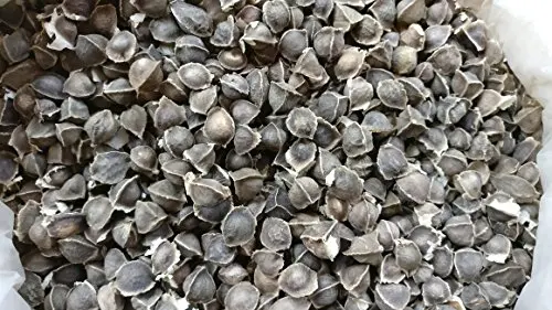 Wingless Moringa / Oleifera Seeds or Health benefits from India Agri Farm