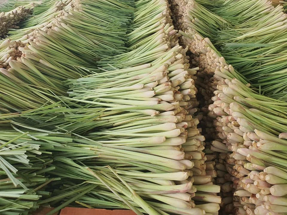 Lemongrass fresh from Vietnam best price for export 100% High quality product
