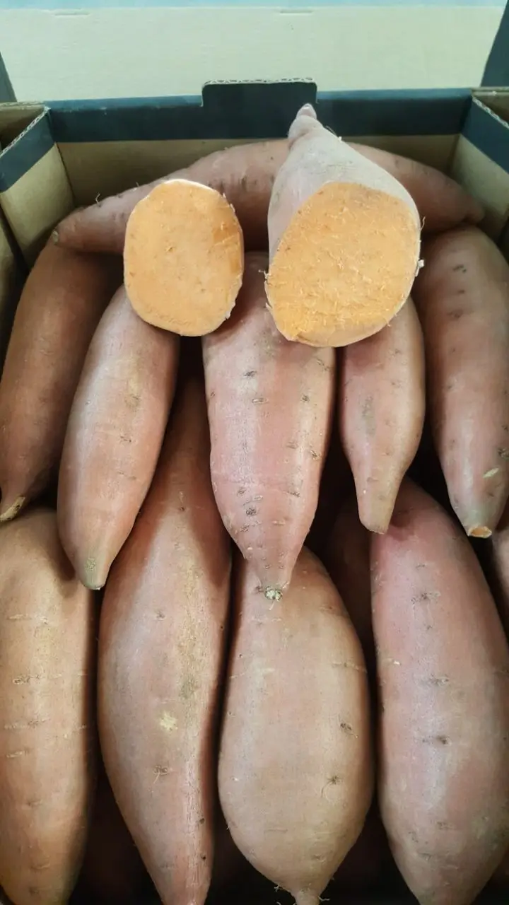 Новый урожай, египетский сладкий картофель