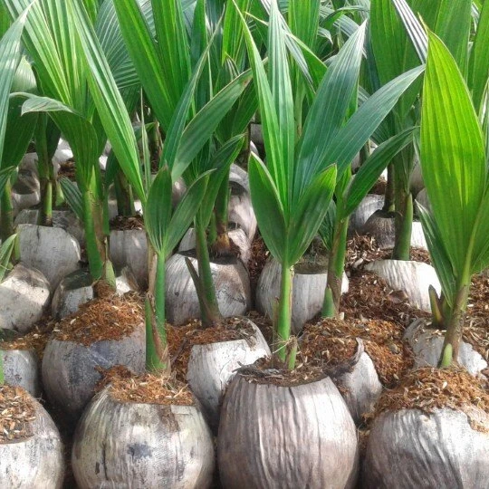 
 Кокосовая Рассада/кокосовое дерево/молодое кокосовое растение vietnam DELTA + 84 896611913  