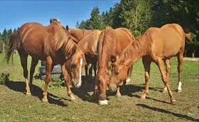 Соль для животных с витамином и минералом крупного рогатого скота овец собак