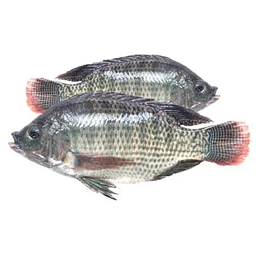 Frozen Tilapia Fish With Cheap Price Wholesale From Bangladesh
