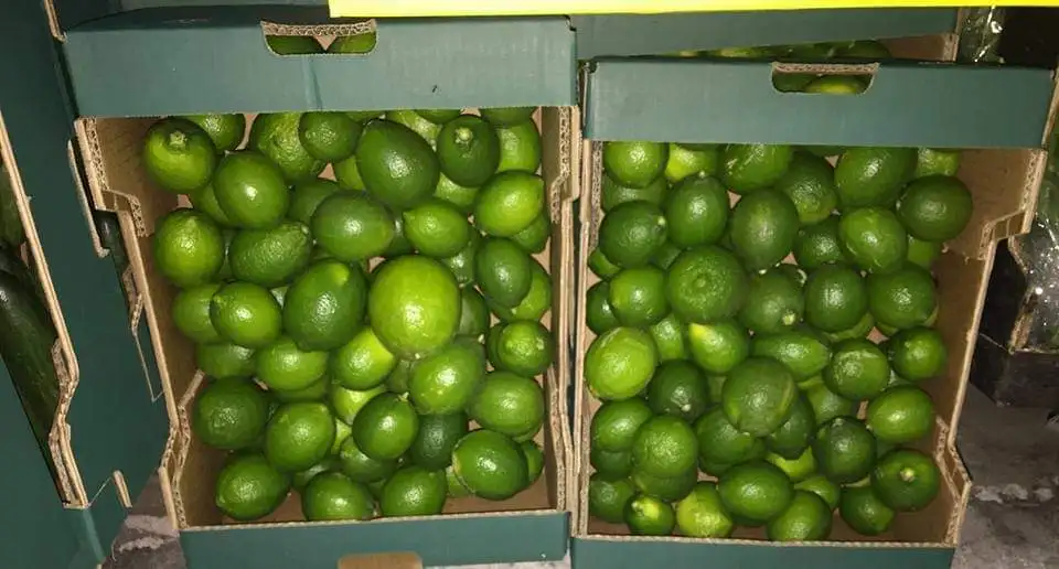 High Quality Fresh persian Lime for sale