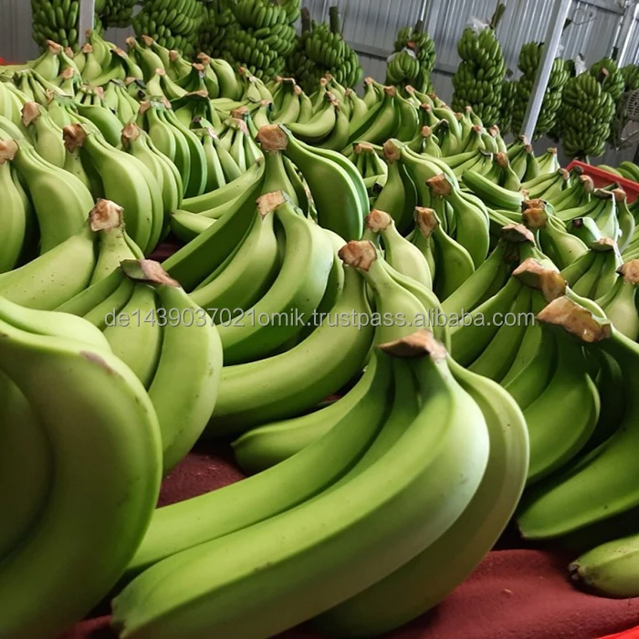 Cavendish Banana (4).jpg