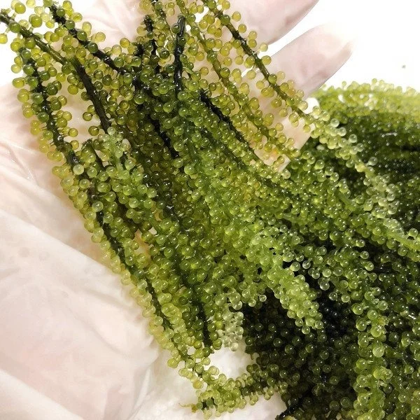 GOOD PRICE DEHYDRATED SEA GRAPES/FRESH CAULERPA LENTILLIFERA/LATO SEA GRAPES ( Shyn Tran +84382089109 )