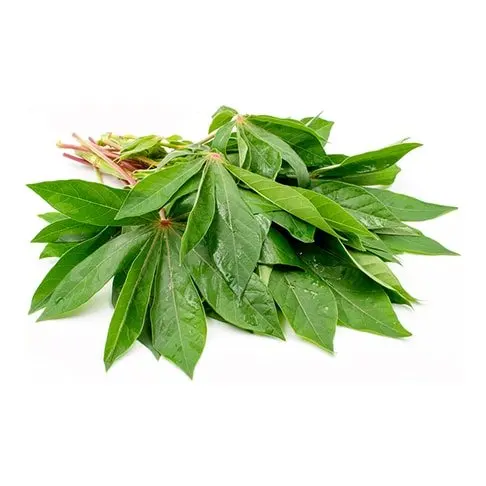 GOOD PRICE FROZEN CASSAVA LEAVES/ GROUND CASSAVA LEAVES FROZEN/ Alice ( +84 904 183 651)