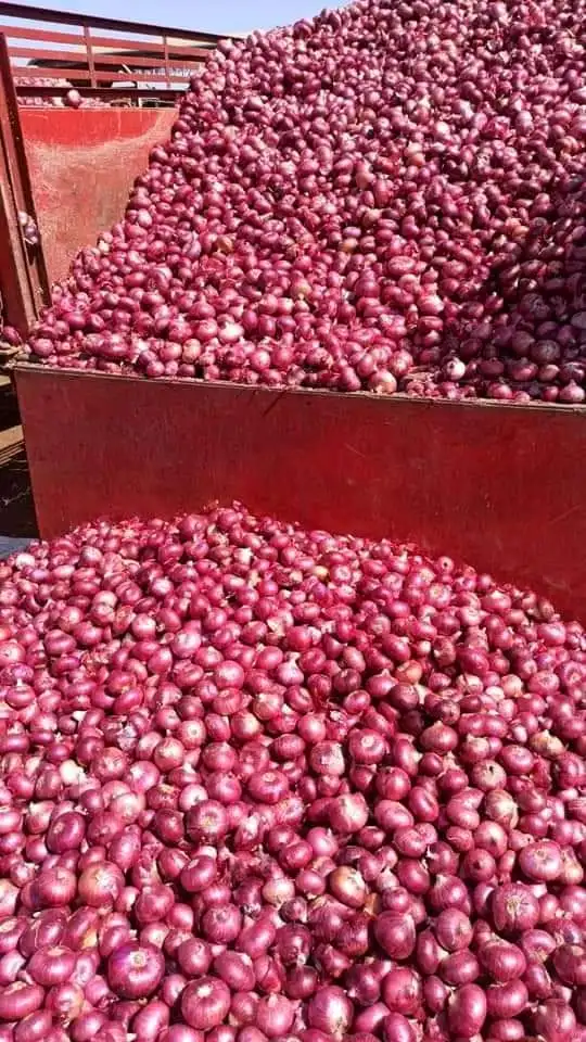 Fresh Red Onion