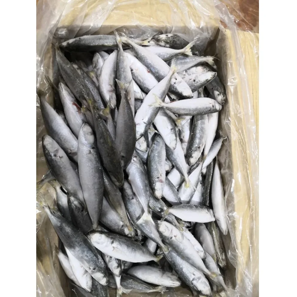 8.5Kg Net Weight Block Freezing And IQF Method Natural Silvery Color Frozen Whole Round Scad Fish