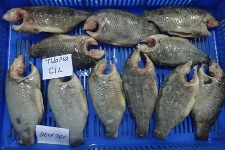 FROZEN TILAPIA WHOLE ROUND