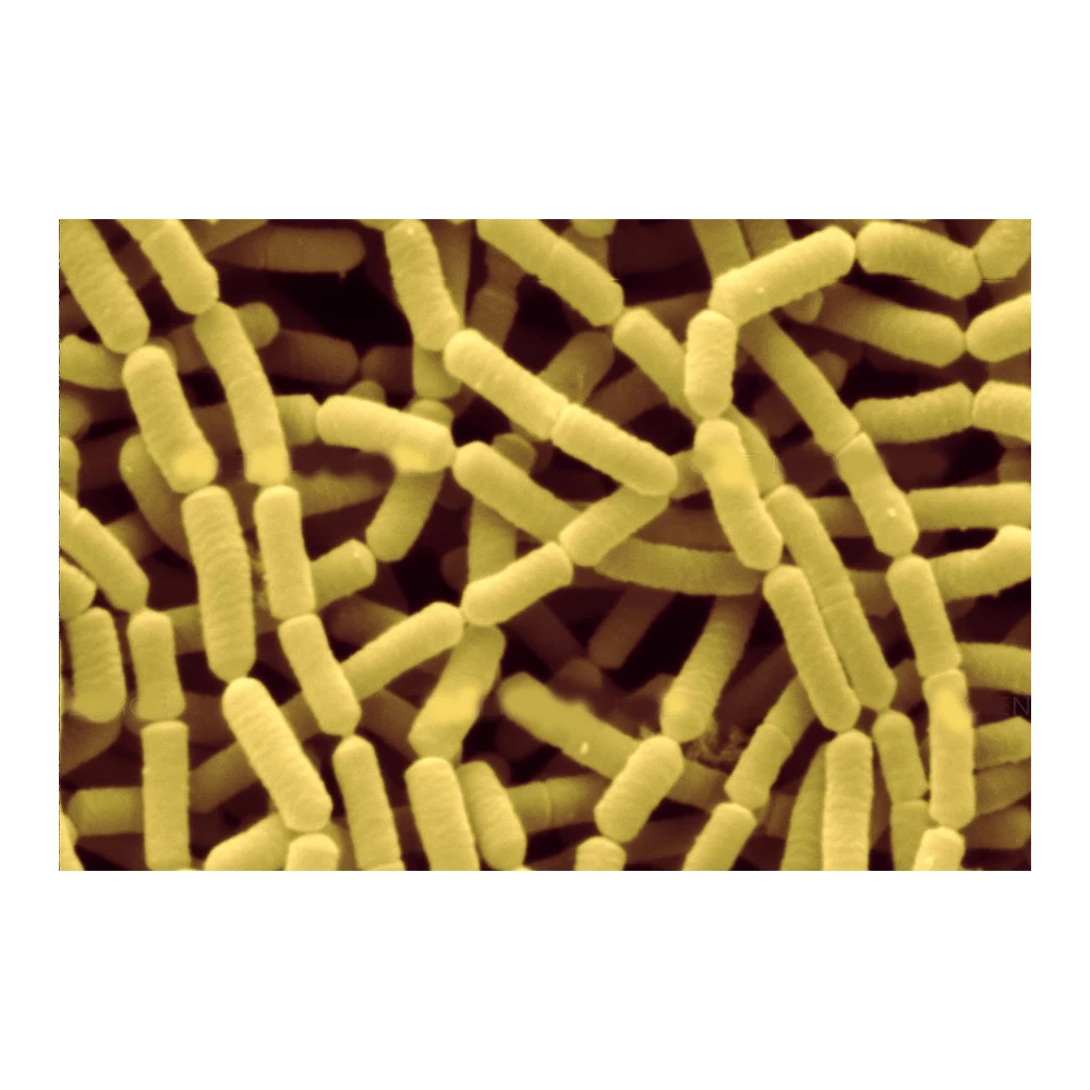 
Bulk Packaging Lactobacillus Rhamnosus Probiotics Supplier - Zealmax Biopharma 