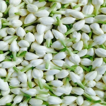 Свежий цветок жасмина