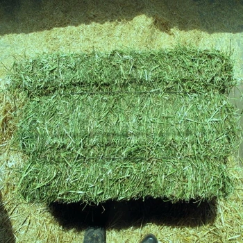 
Alfalfa hey 