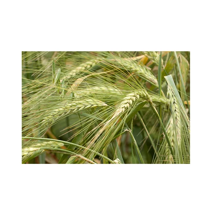 Wholesale Rye For Sale In Cheap Price Bulk Quantity Available