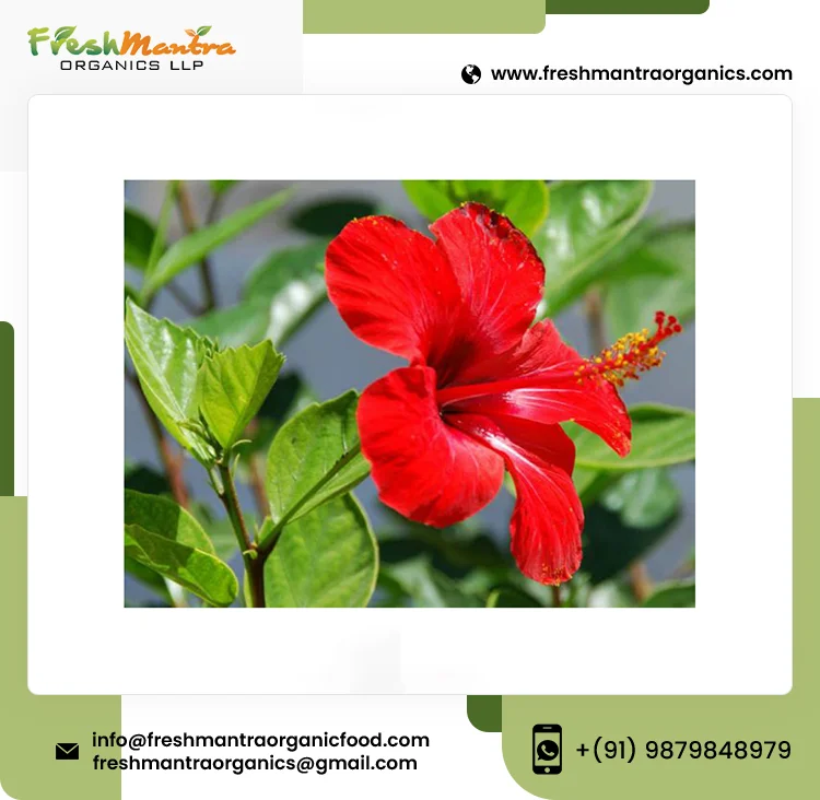 100% чистый и натуральный цветок гибискуса, сделанный из высококачественного травяного чайного пакетика, вырезанный на 24 месяца