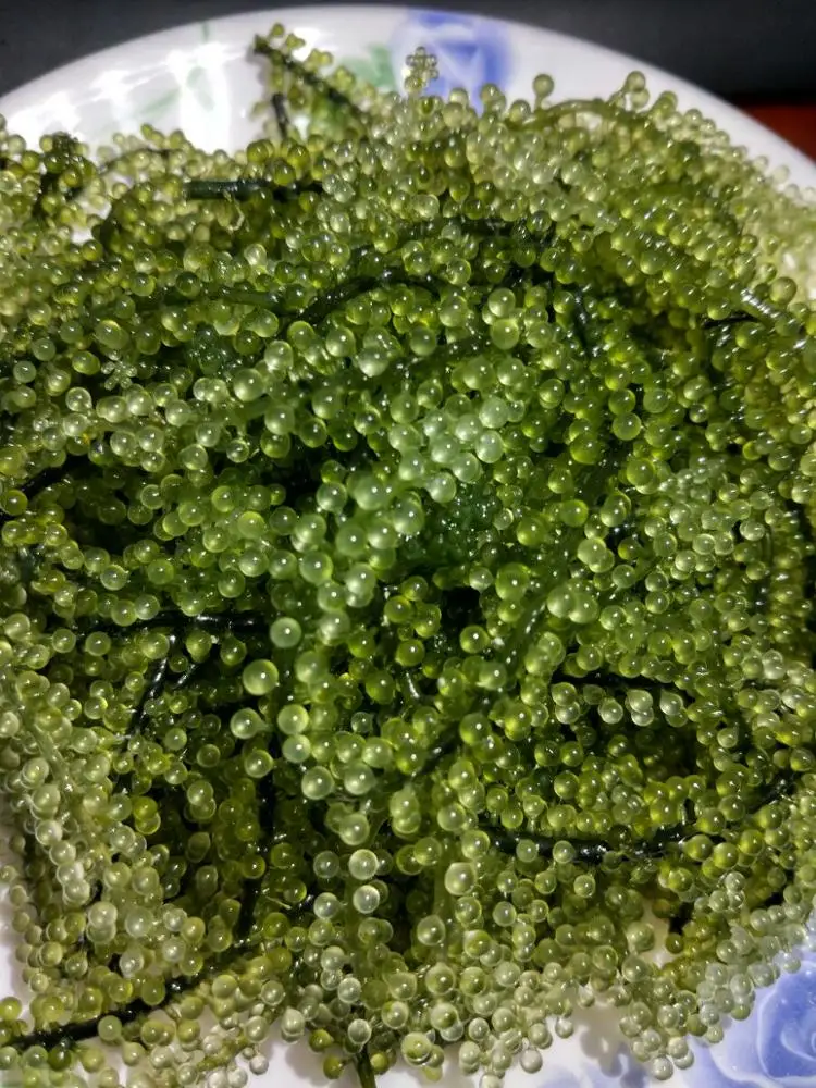 
SEAGRAPE in seaweed from VIETNAM 