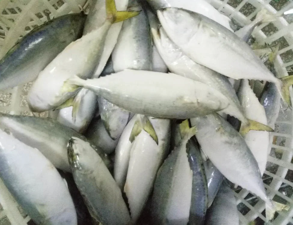 Высококачественная замороженная Тихоокеанская скумбрия для продажи