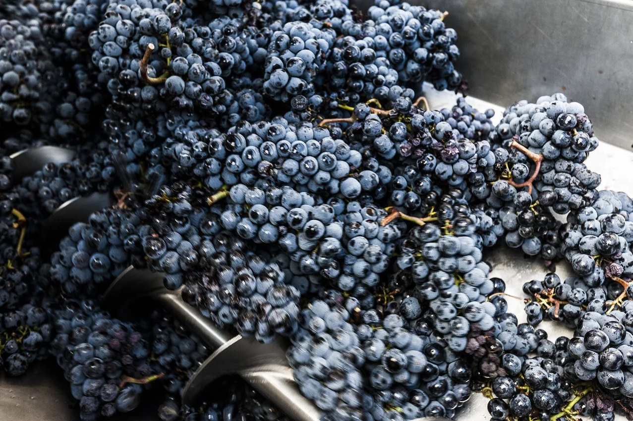 Mix 2 bottles: Chardonnay 2016 and Red igt wine 2014  - Welcome order