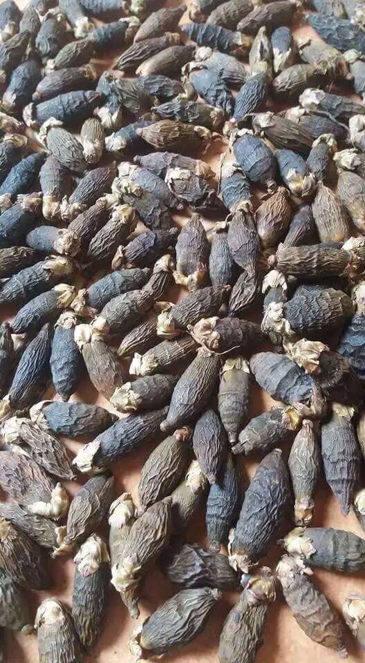 New Product Fresh Fresh Areca Nuts/ Areca Berries/ Betel Nuts - VI HUYNH +84 911 695 402