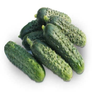 
Fresh Gherkin Baby Cucumber For Sale From Turkey Best Price 2021 