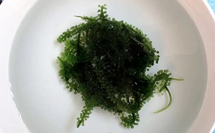  Лидер продаж морские чапсы/соленые водоросли/зеленая Икра мисс гризелда + 84 388 765 004 Whatsapp