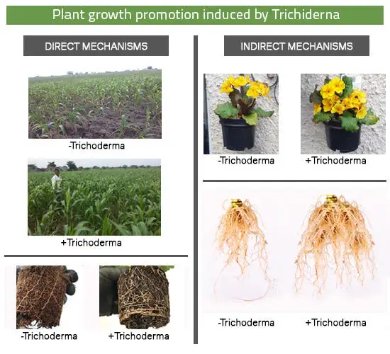 
Trichoderma Harzianum 2 x 10*6 CFU / Gm High Quality Anti Fungal Anti Rot 