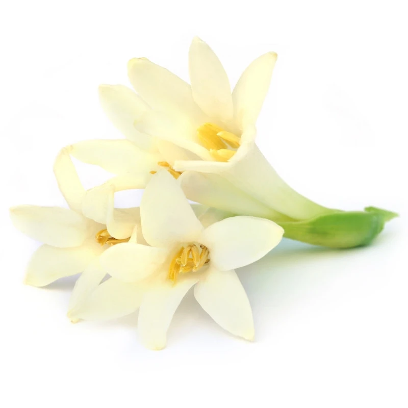 Hydrosol manufacturer and Suppliers Tuberose Hydrosol Act As A Relaxant