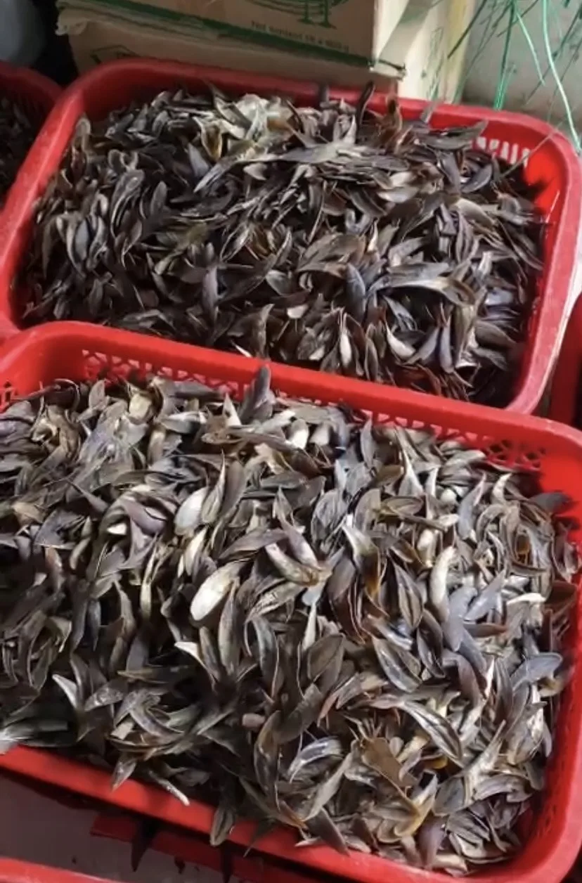 Огромные ракушки CHICOREUS RAMOSUS