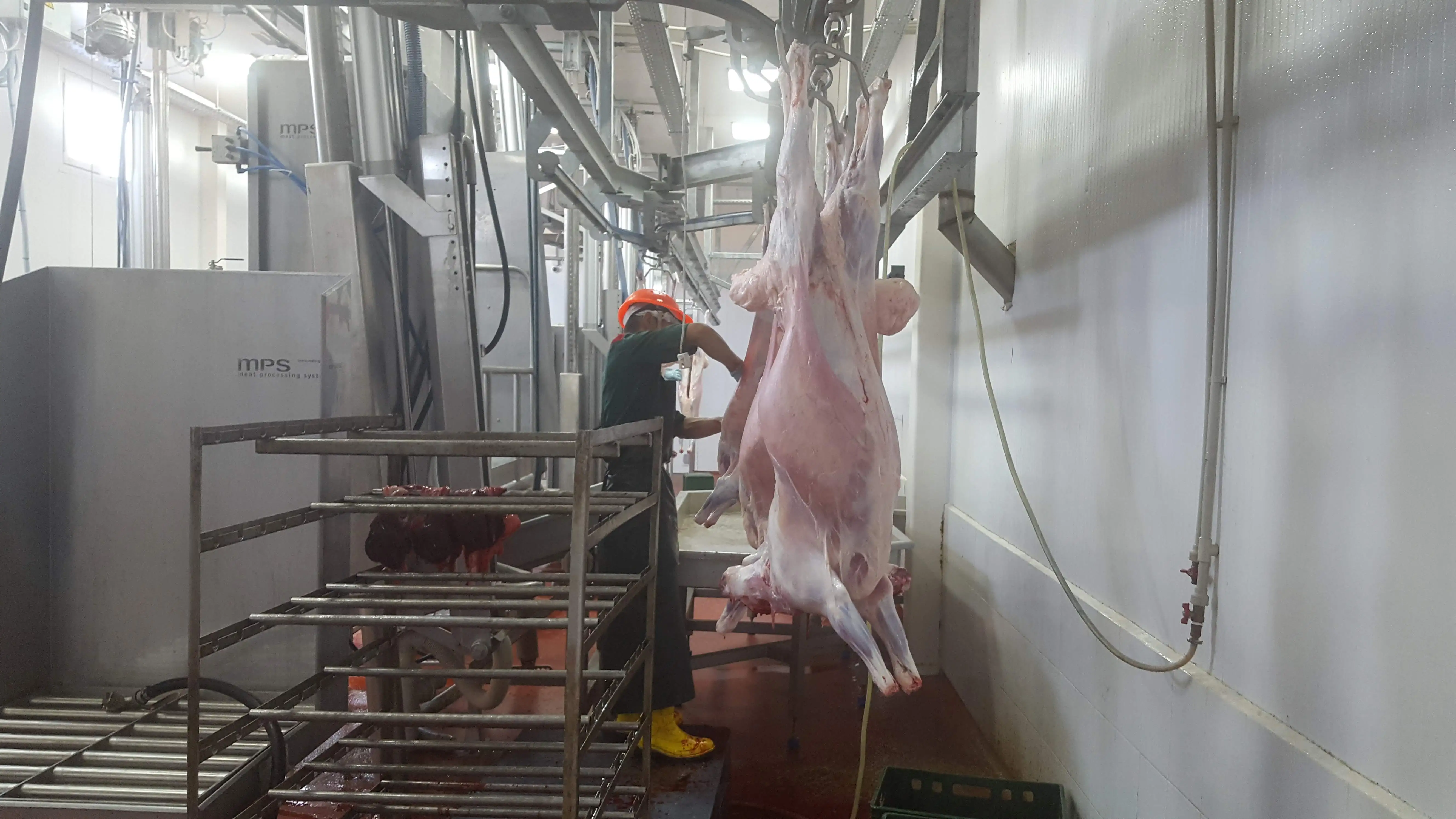 
The great taste Halal Lamb meat from Kazakhland Fresh/chilled 