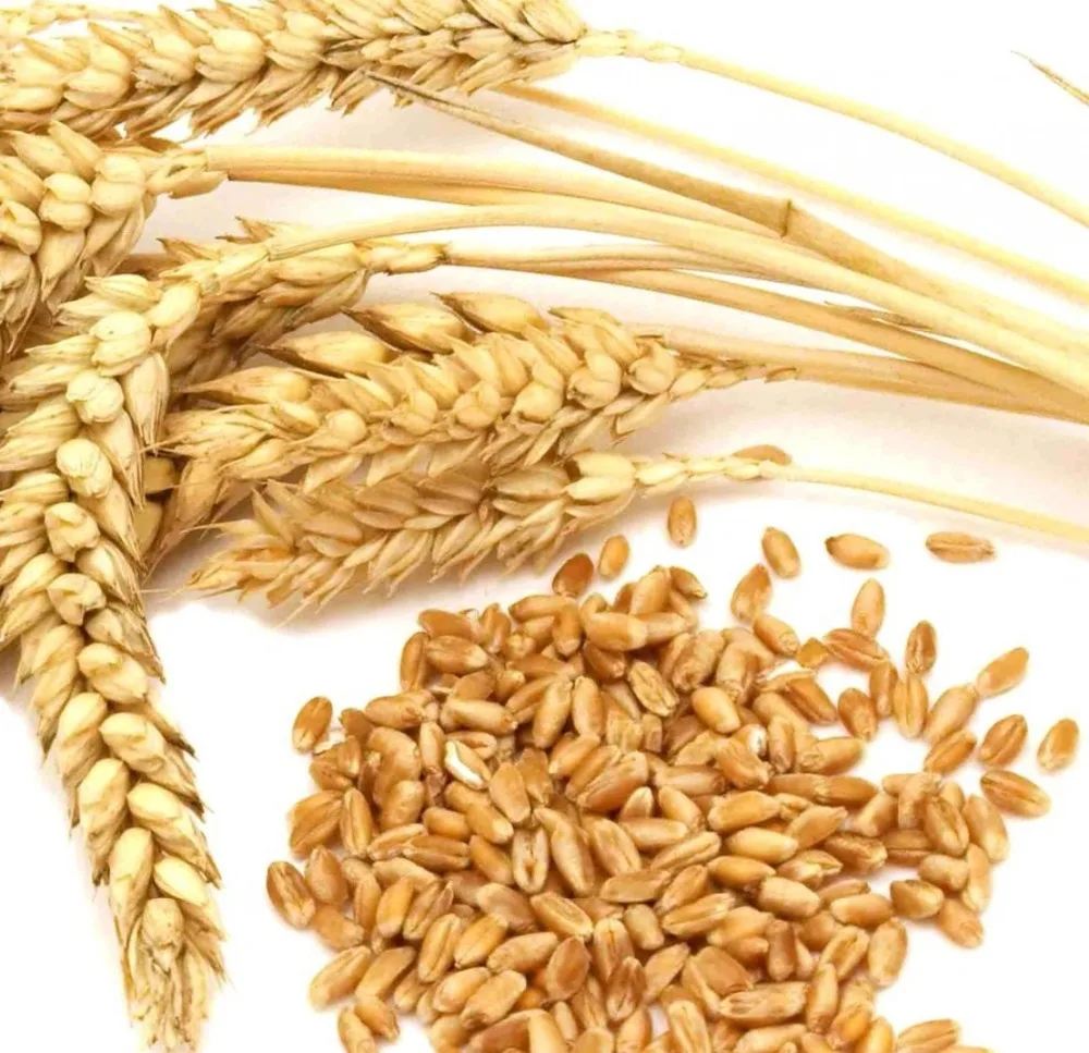 DURUM WHEAT