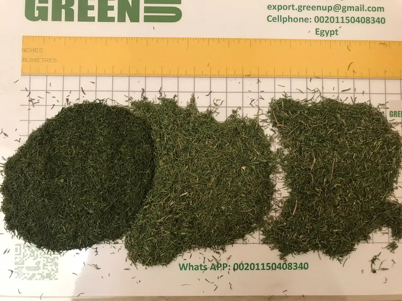 dill  weeds light green color no ash content no admixture  no impurities Anethum graveolen high quality  fresh crops